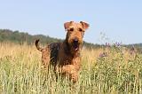 AIREDALE TERRIER 001